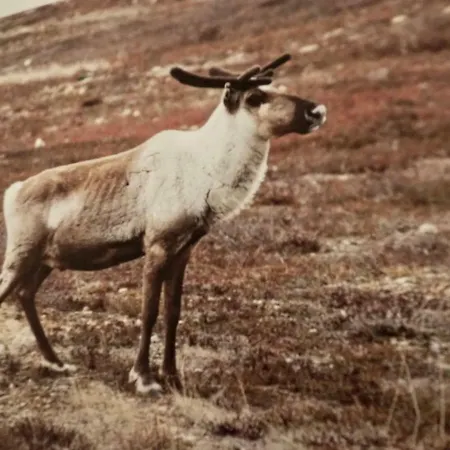 Levillas Tunturinlaita 列维